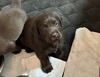 Chocolate Pups - 2 Males & 3 Females Available as of 01/15/24